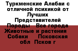 Туркменские Алабаи с отличной психикой от Лучших Представителей Породы - Все города Животные и растения » Собаки   . Псковская обл.,Псков г.
